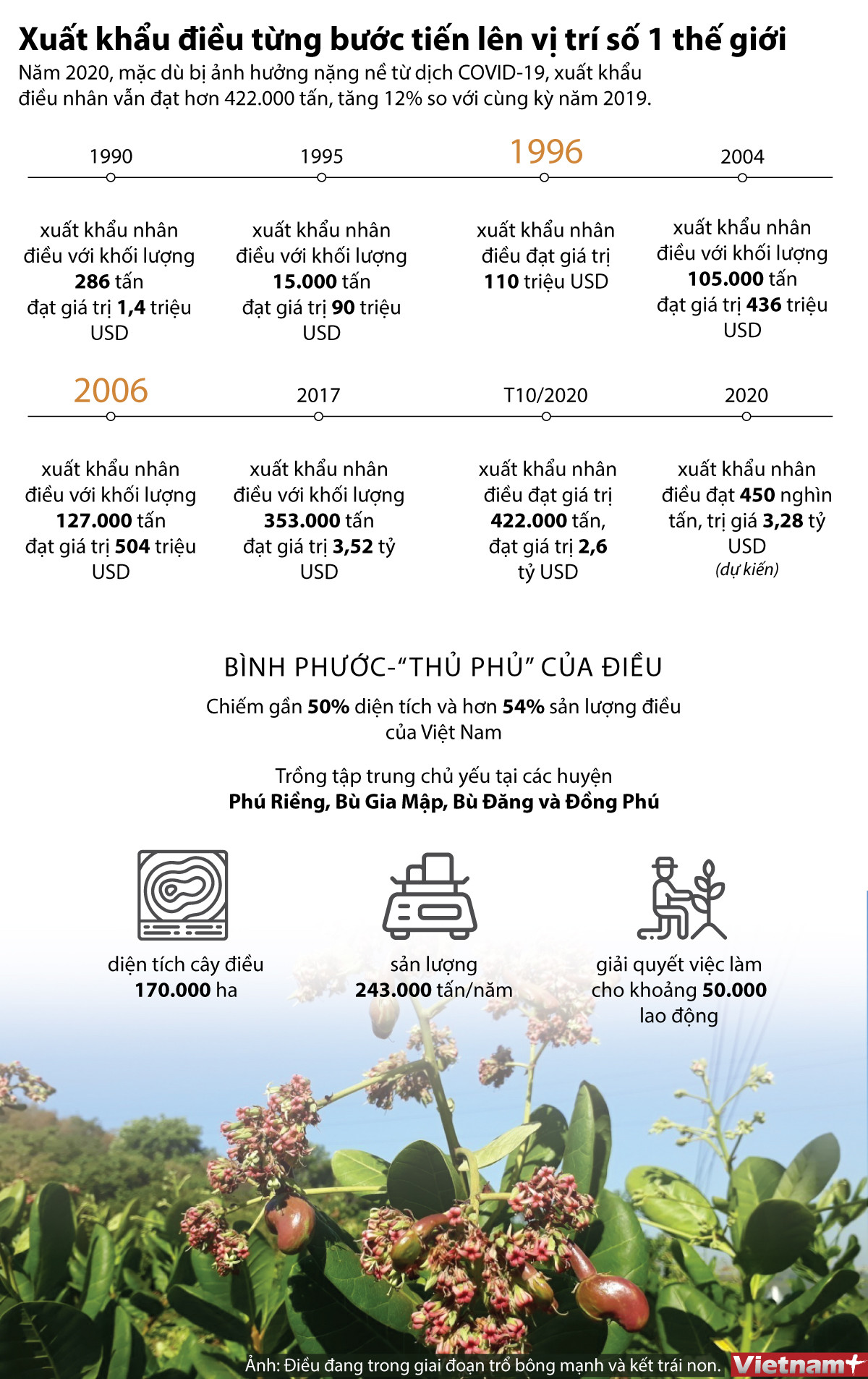 [Infographics] Xuất khẩu điều Việt Nam tiến tới vị trí số 1 thế giới ảnh 1