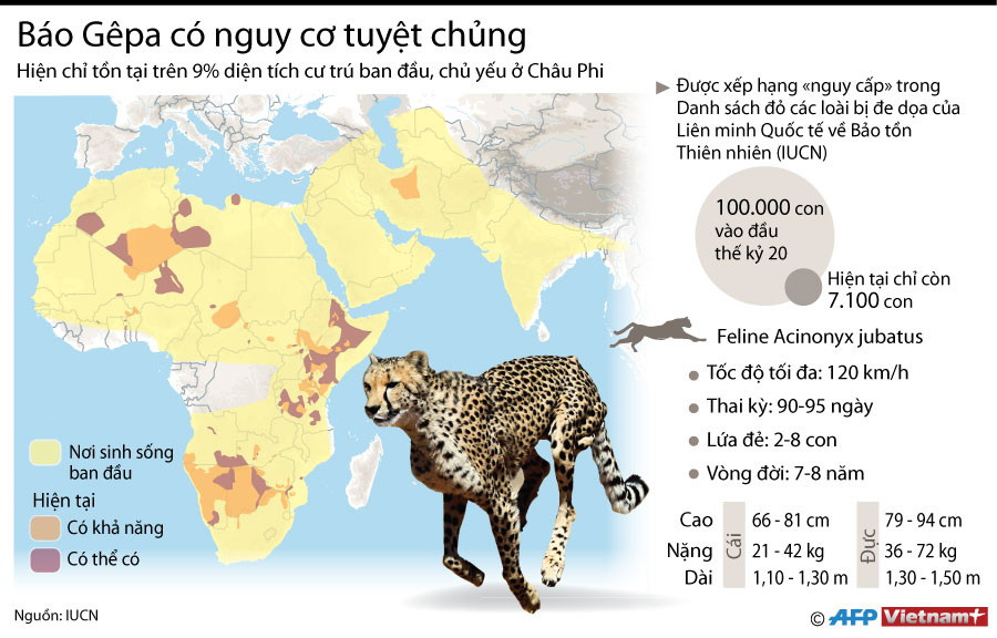 [Infographics] Loài báo gêpa đứng trước nguy cơ tuyệt chủng ảnh 1