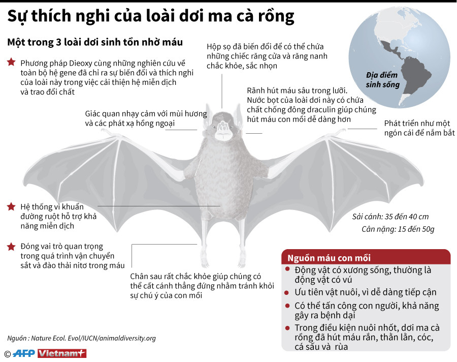 [Infographics] Sự thích nghi của loài dơi ma cà rồng hút máu ảnh 1