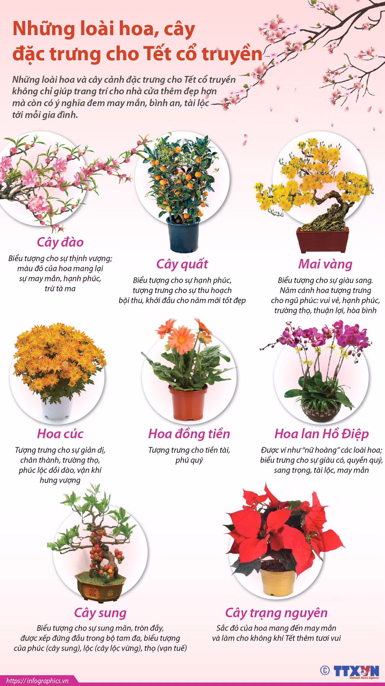 [Infographics] Những loài hoa, cây đặc trưng cho Tết cổ truyền ảnh 1