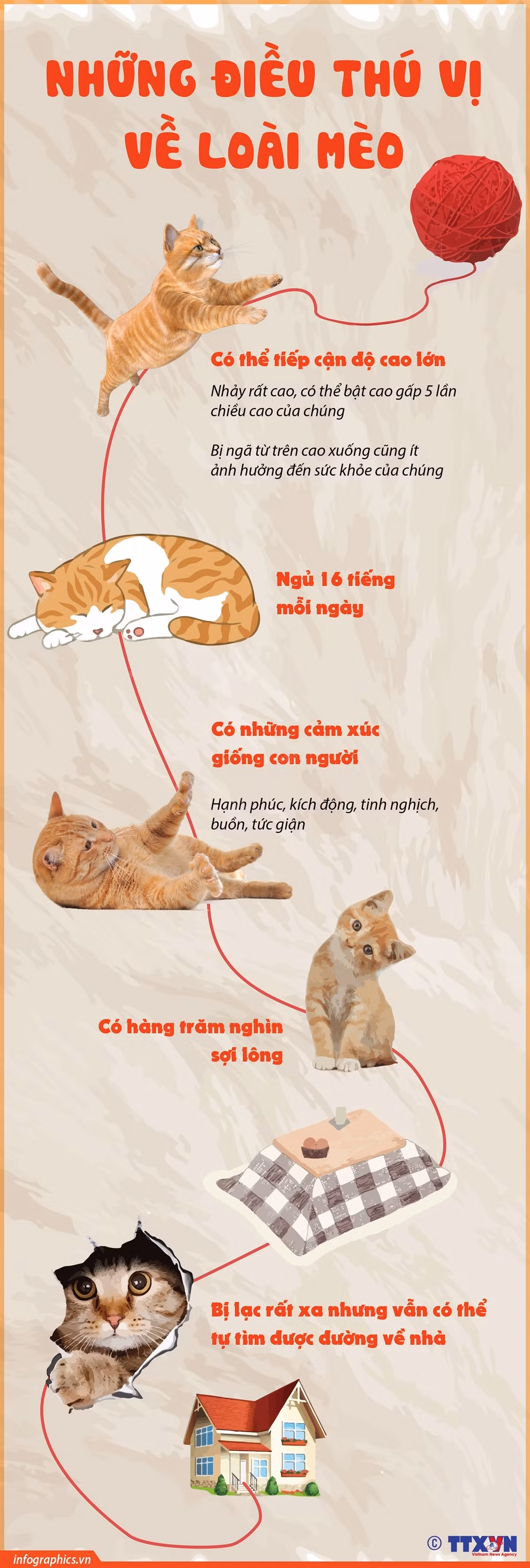 [Infographics] Những điều thú vị không phải ai cũng biết về loài mèo ảnh 1