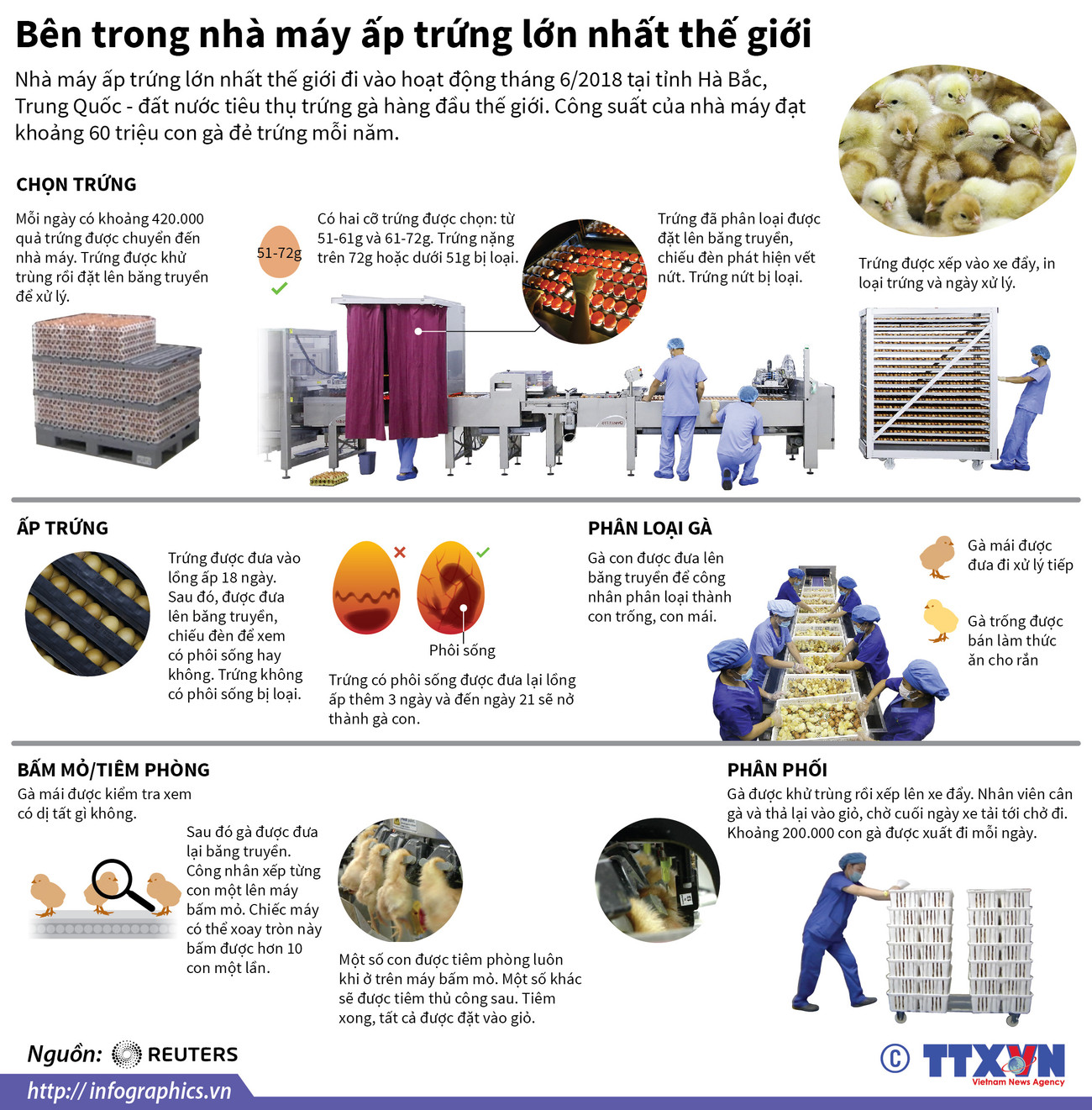 [Infographics] Bên trong nhà máy ấp trứng lớn nhất thế giới ảnh 1