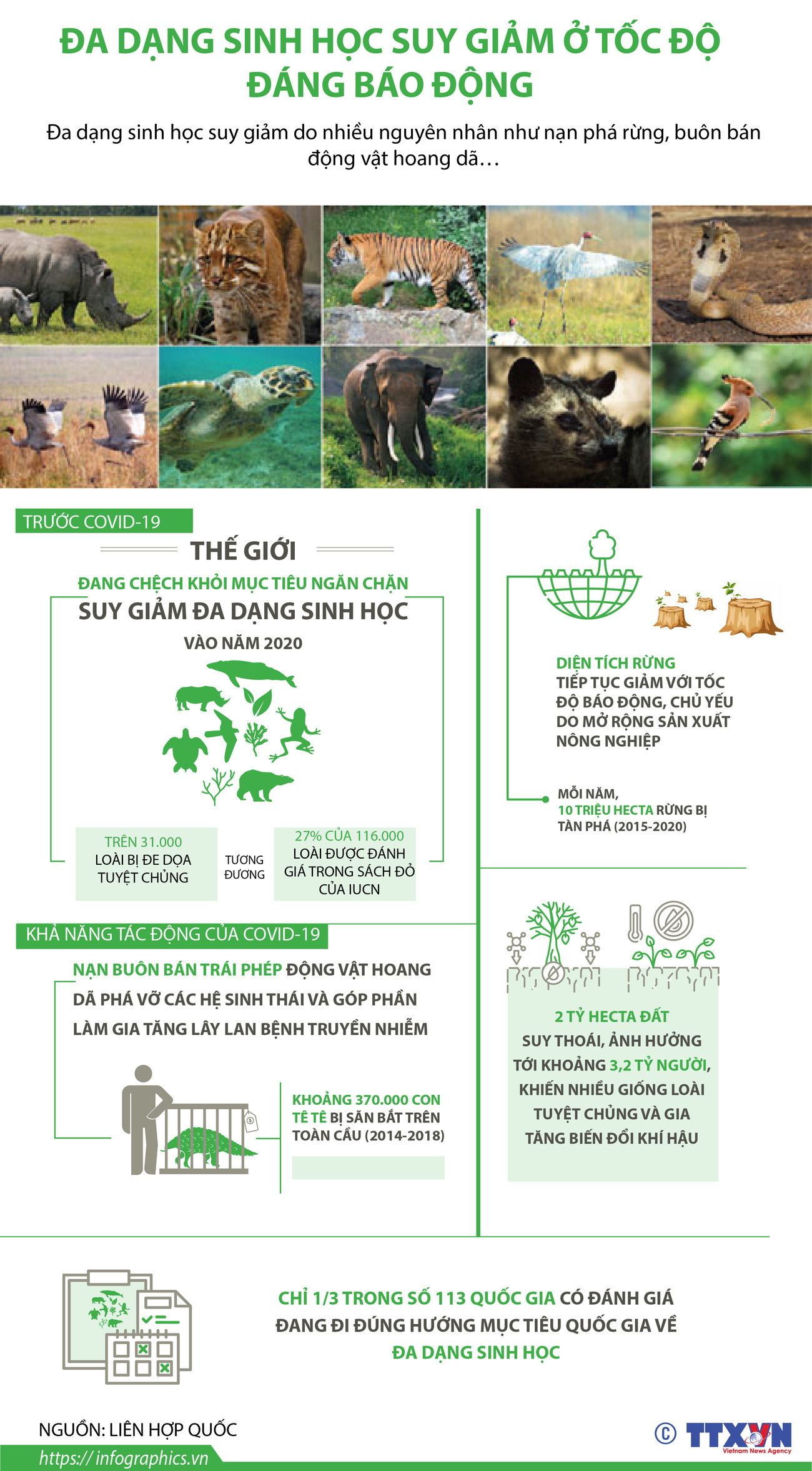 [Infographics] Đa dạng sinh học suy giảm ở tốc độ đáng báo động ảnh 1