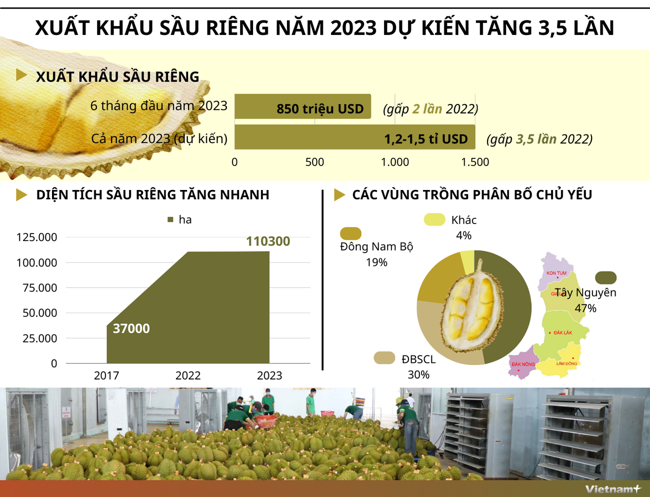 [Infographics] Xuất khẩu sầu riêng của VN năm 2023 dự kiến tăng mạnh ảnh 1