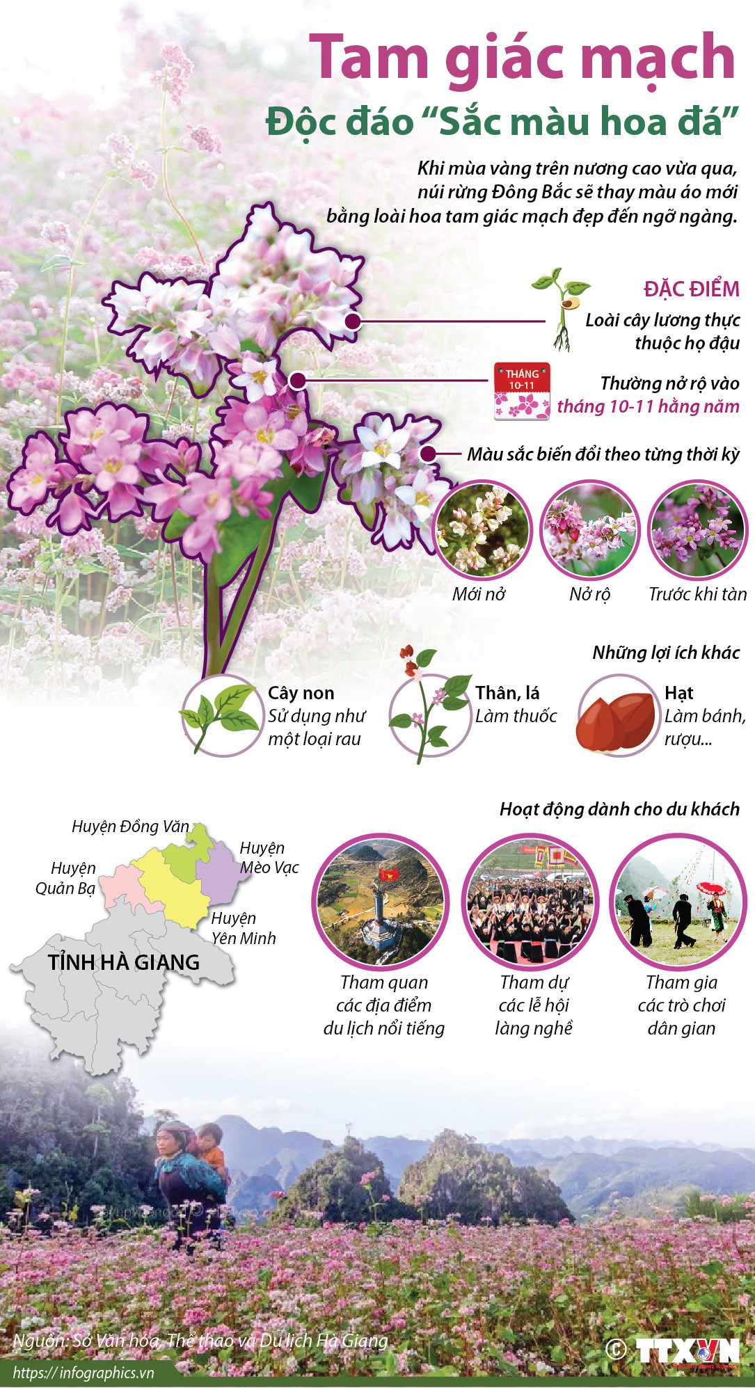 [Infographics] Lễ hội hoa tam giác mạch Hà Giang: Sắc màu hoa đá ảnh 1