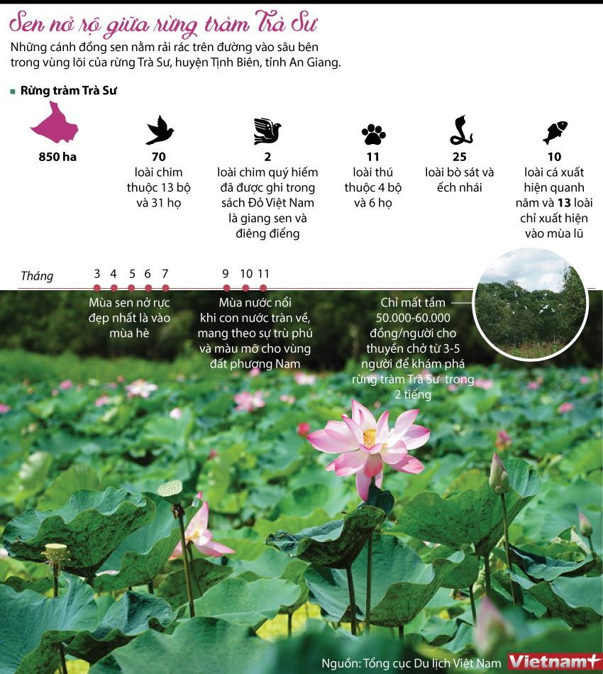 [Infographics] Mùa sen nở đẹp nhất giữa rừng tràm Trà Sư ảnh 1