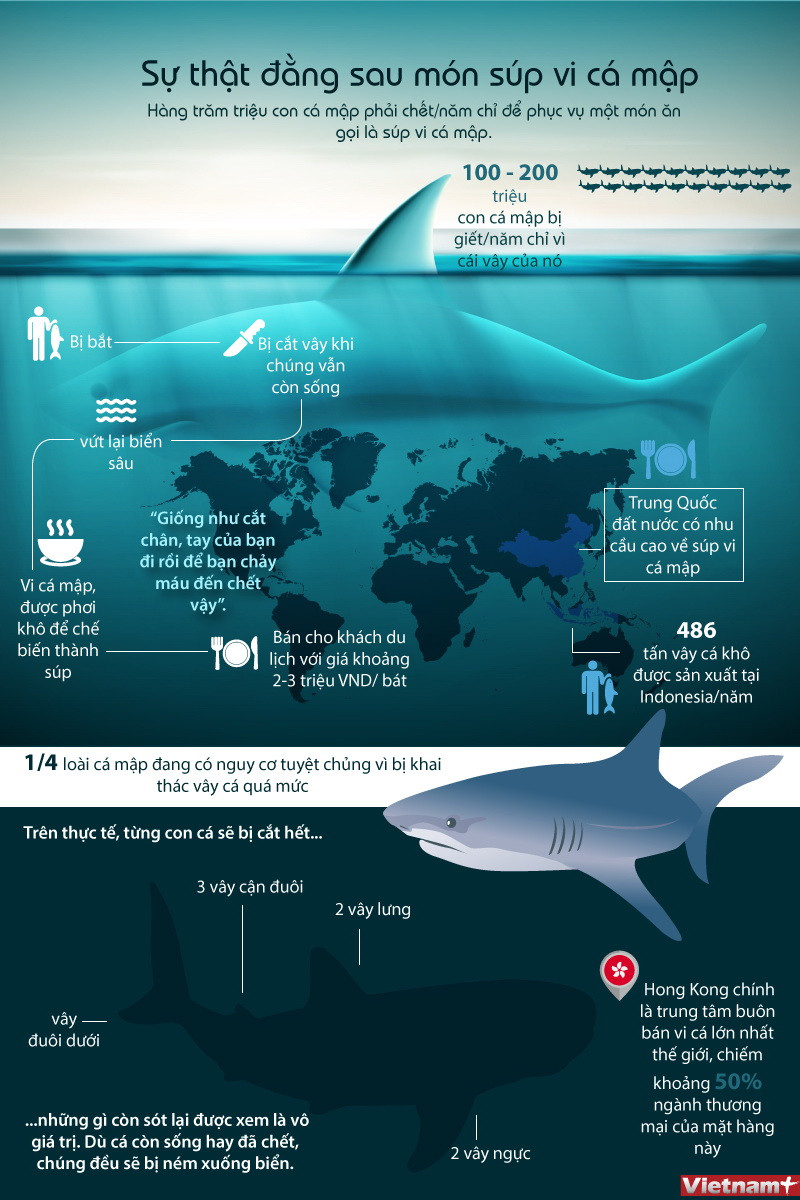 [Infographics] Sự thật tàn nhẫn đằng sau món súp vi cá mập ảnh 1