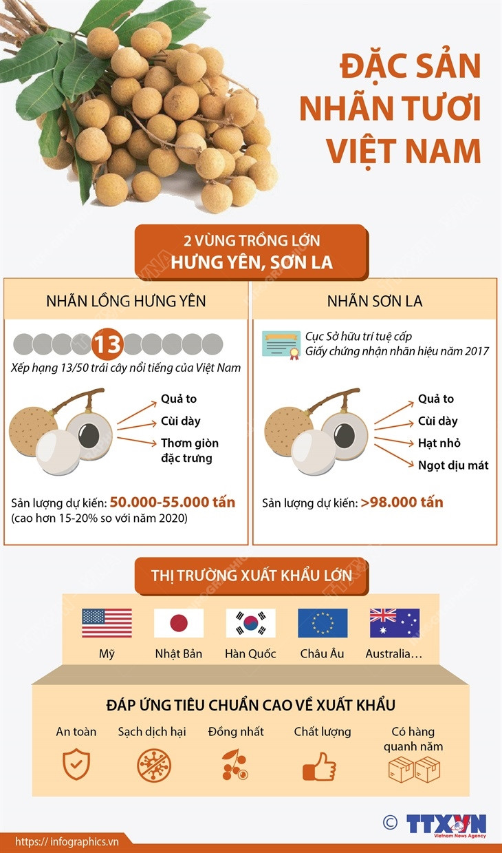 [Infographics] Đặc sản nhãn tươi Việt Nam vươn mình ra thế giới ảnh 1