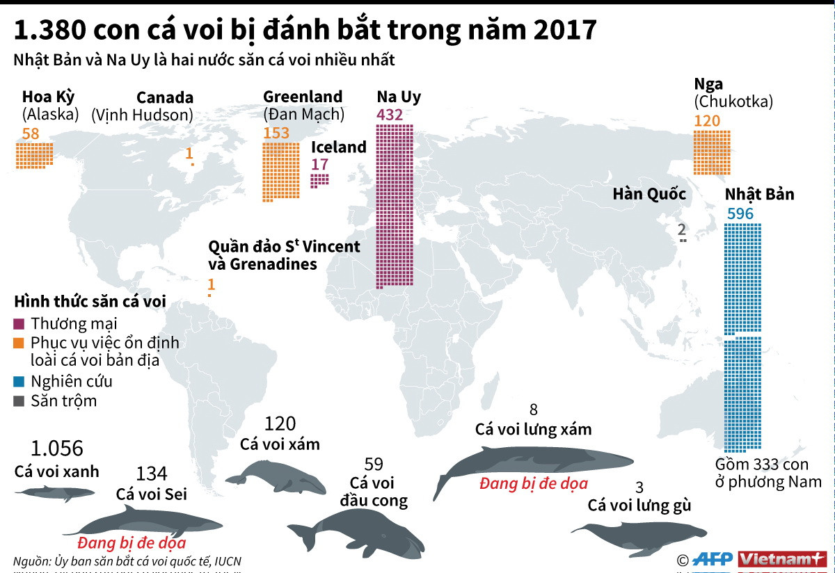 [Infographics] 1.380 con cá voi bị đánh bắt trong năm 2017 ảnh 1