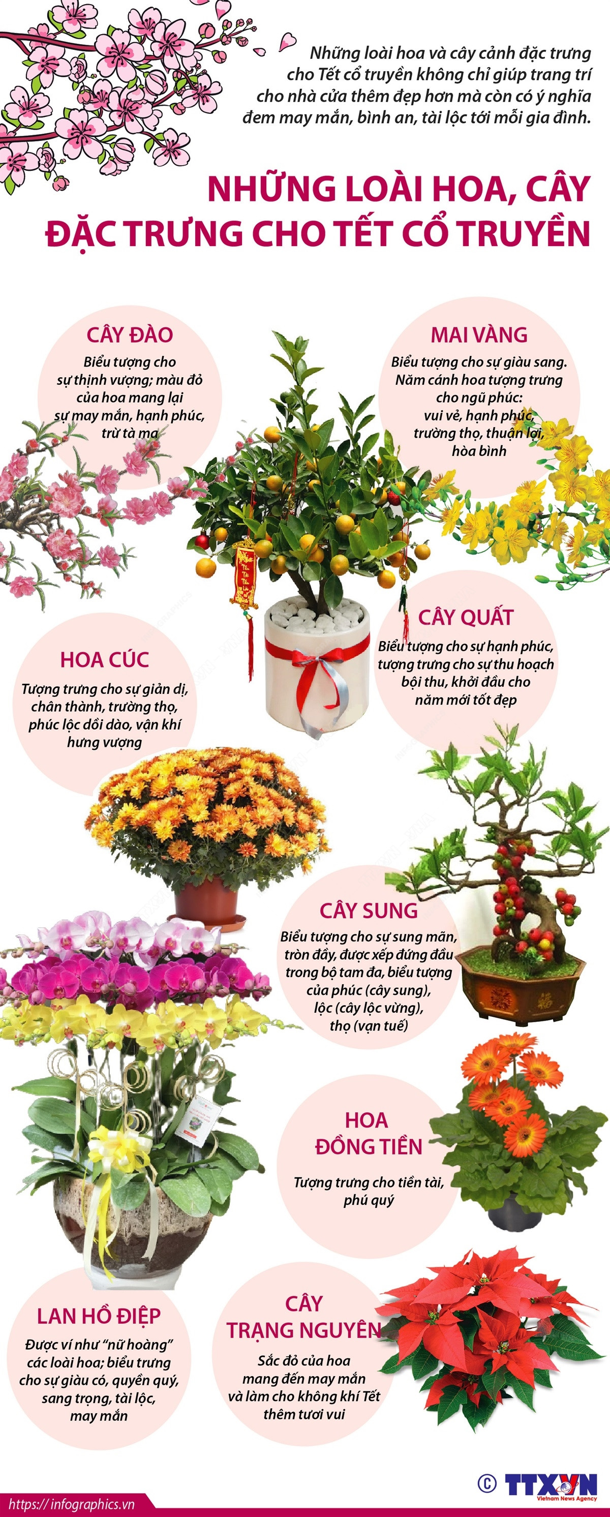 [Infographics] Những loài hoa, cây đặc trưng cho Tết cổ truyền ảnh 1