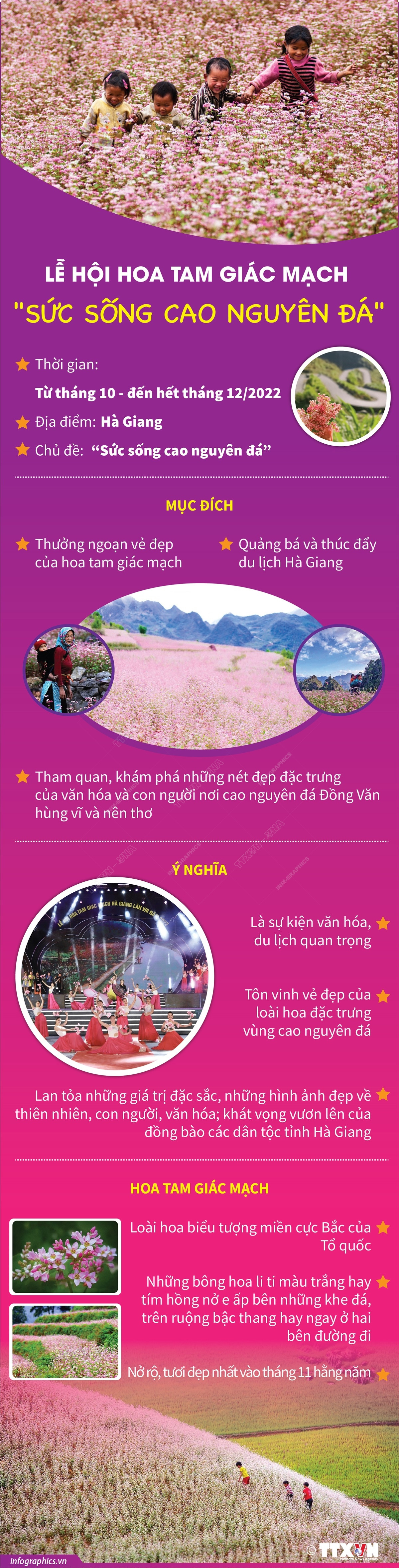 [Infographics] Lễ hội hoa Tam giác mạch "Sức sống cao nguyên đá" ảnh 1