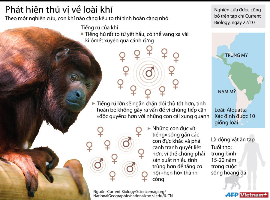 [Infographics] Phát hiện thú vị về tiếng hú và tinh hoàn loài khỉ ảnh 1