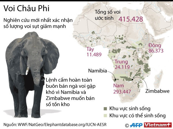 [Infographics] Hàng trăm nghìn con voi ở châu Phi biến mất ảnh 1