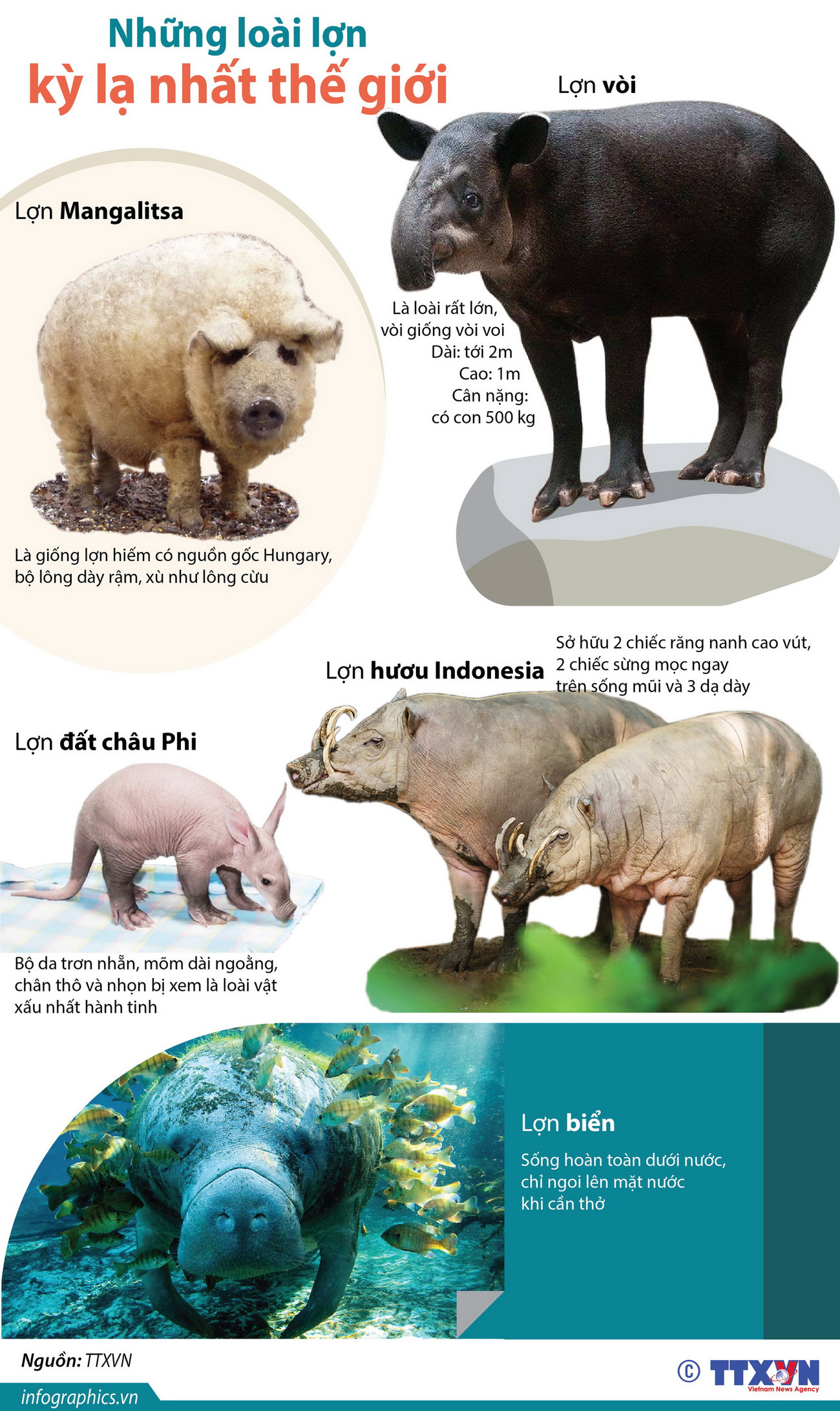 [Infographics] Những loài lợn kỳ lạ nhất trên thế giới ảnh 1