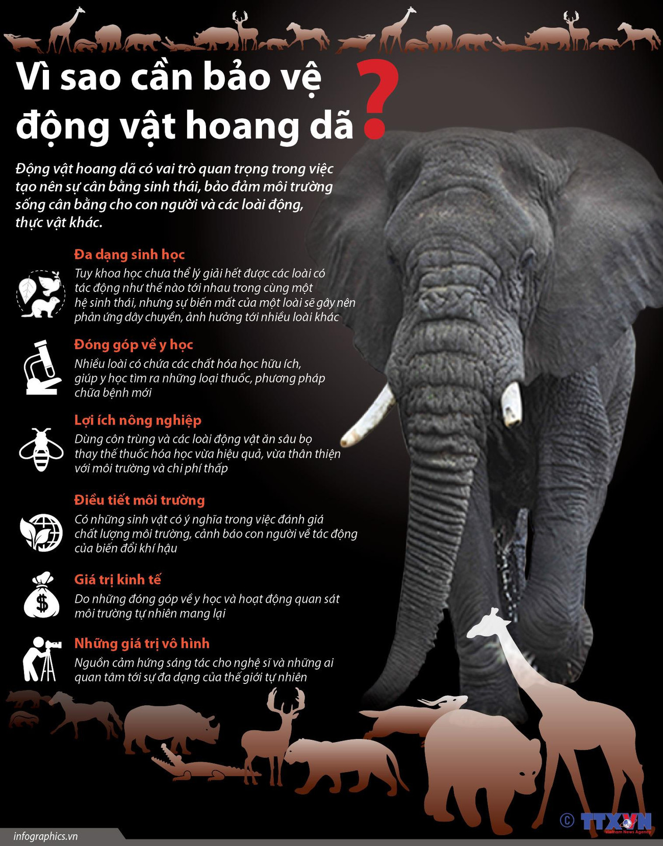 [Infographics] Vì sao cần bảo vệ động vật hoang dã? ảnh 1