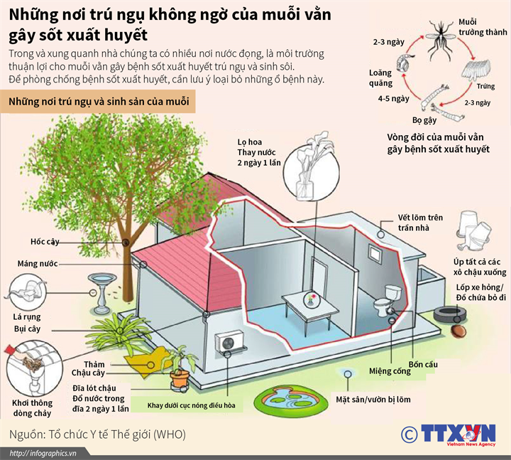 [Infographics] Loại bỏ nơi trú ngụ của muỗi vằn gây sốt xuất huyết ảnh 1