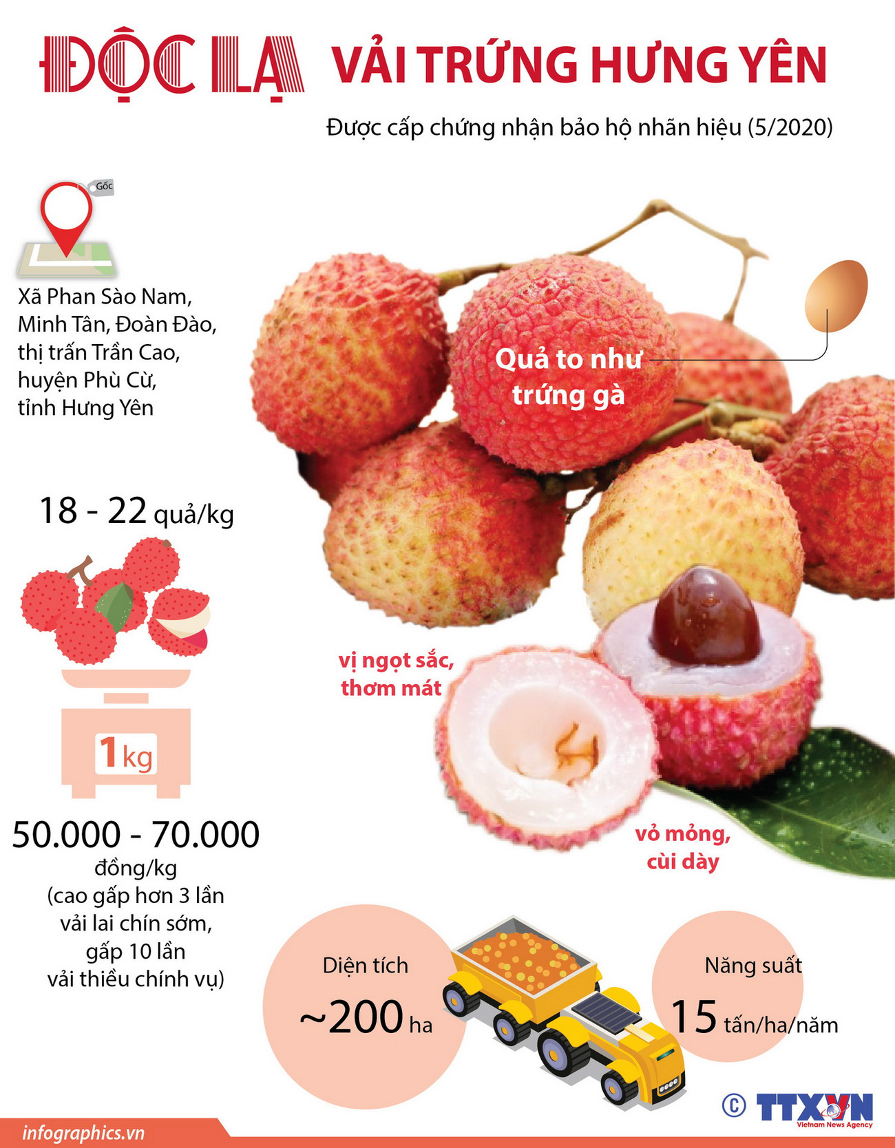 [Infographics] Độc lạ đặc sản vải trứng của tỉnh Hưng Yên ảnh 1