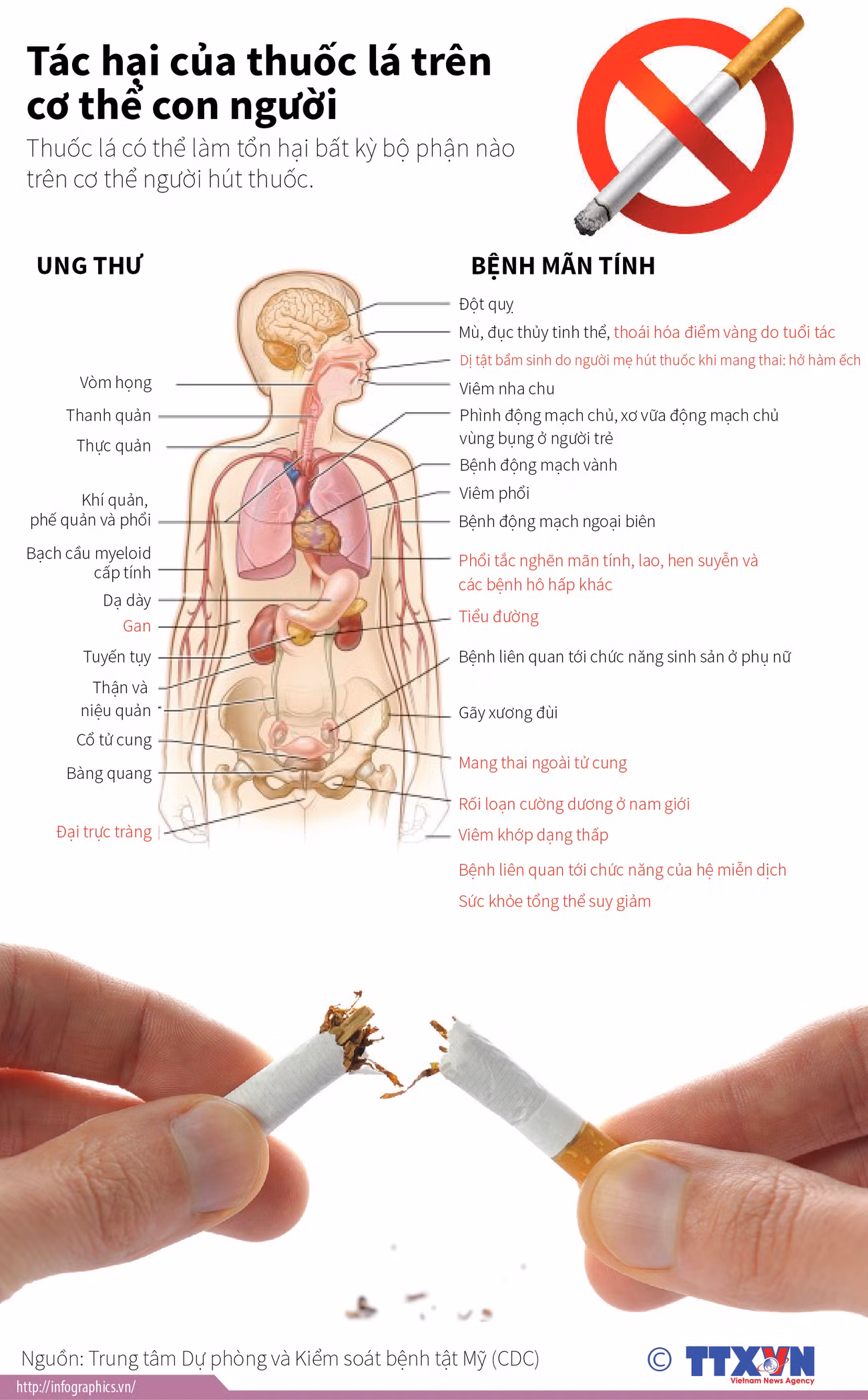 Thuốc lá gây tác hại trên cơ thể con người như thế nào? ảnh 1