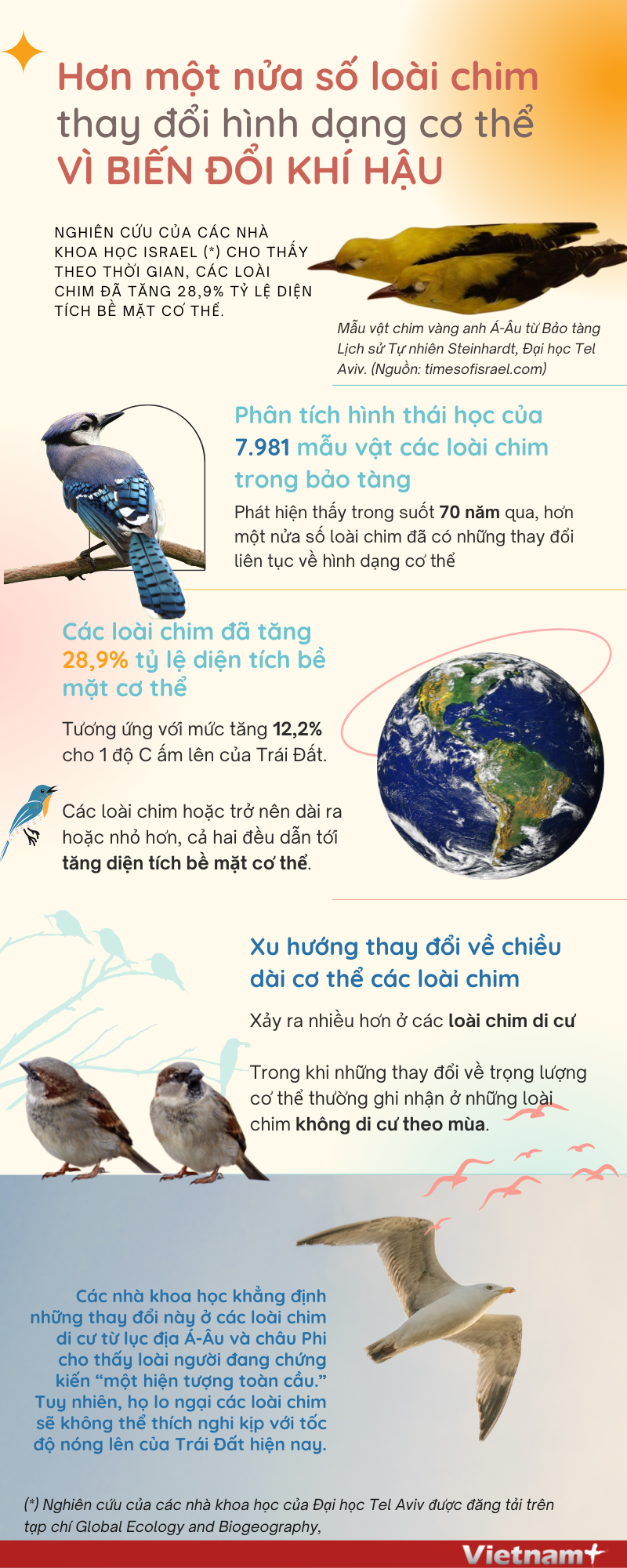 [Infographics] Các loài chim thay đổi hình dạng do trái đất ấm lên ảnh 1