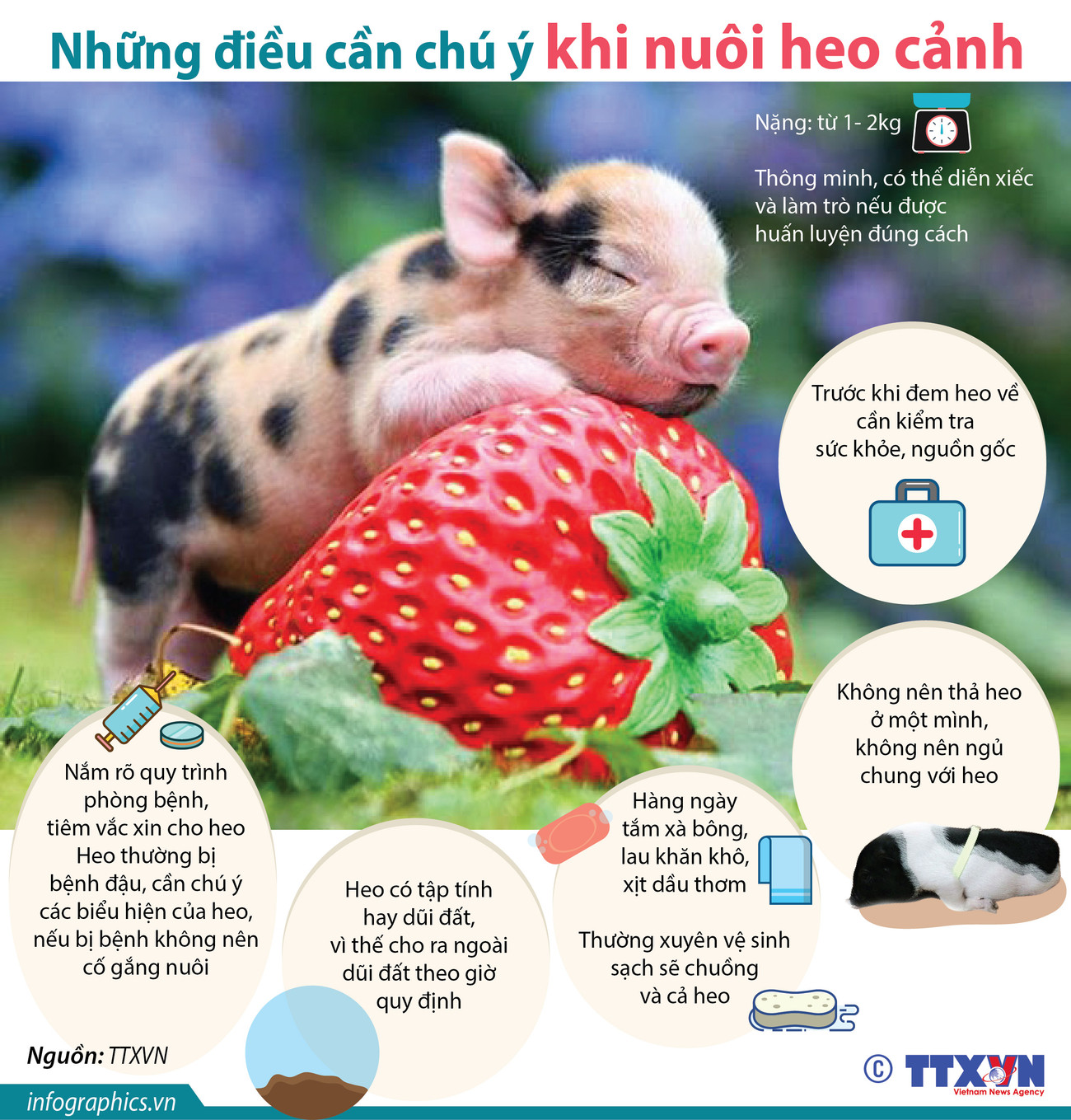 [Infographics] Những điều cần chú ý khi nuôi heo cảnh ảnh 1