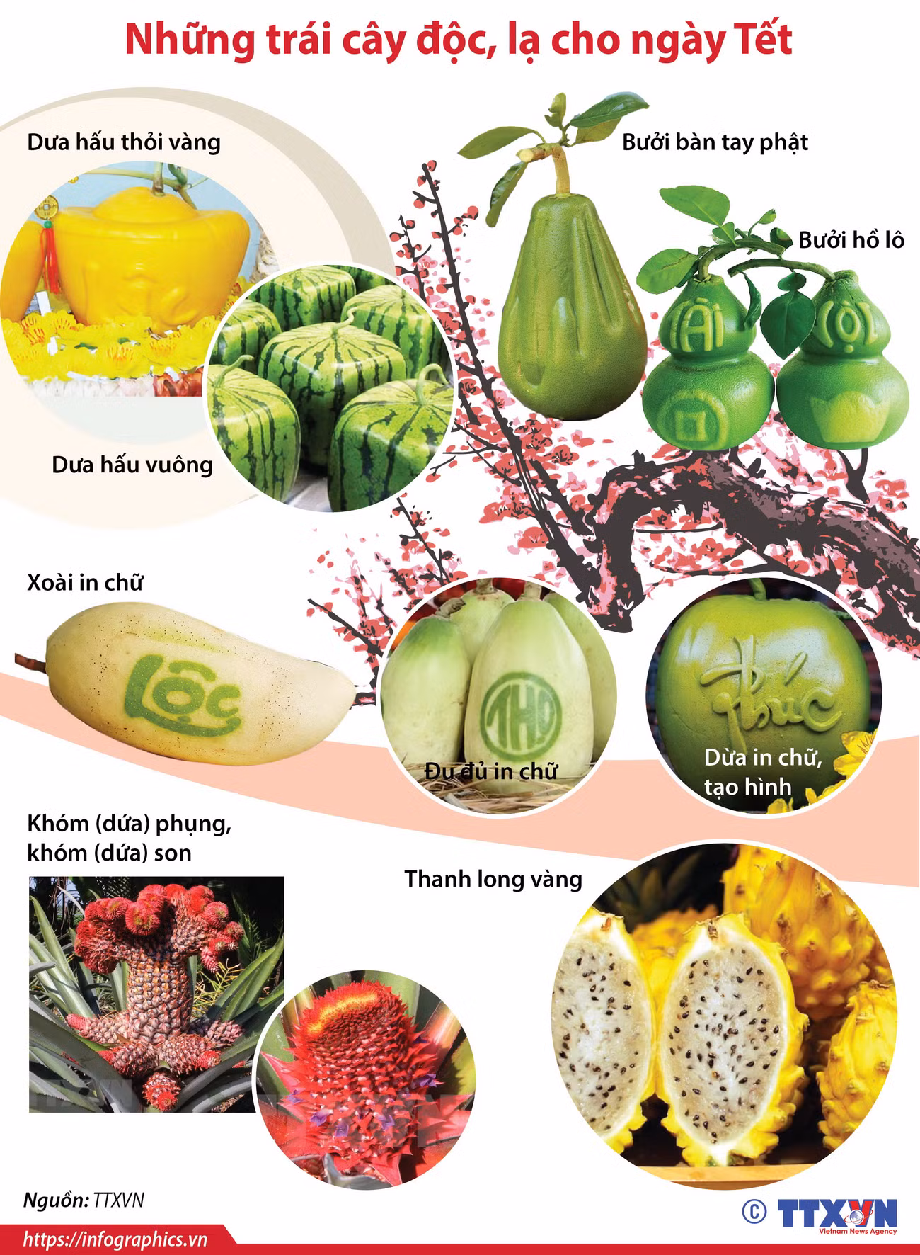 [Infographics] Những trái cây độc, lạ cho ngày Tết Nguyên đán ảnh 1