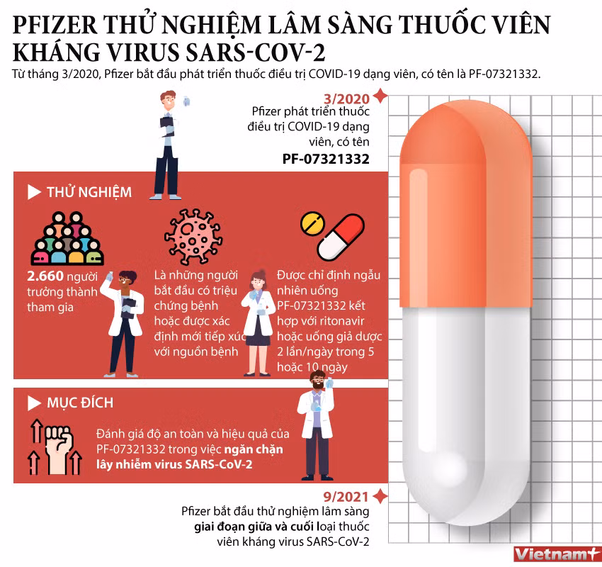 [Infographics] Pfizer thử nghiệm lâm sàng thuốc viên kháng SARS-CoV-2 ảnh 1