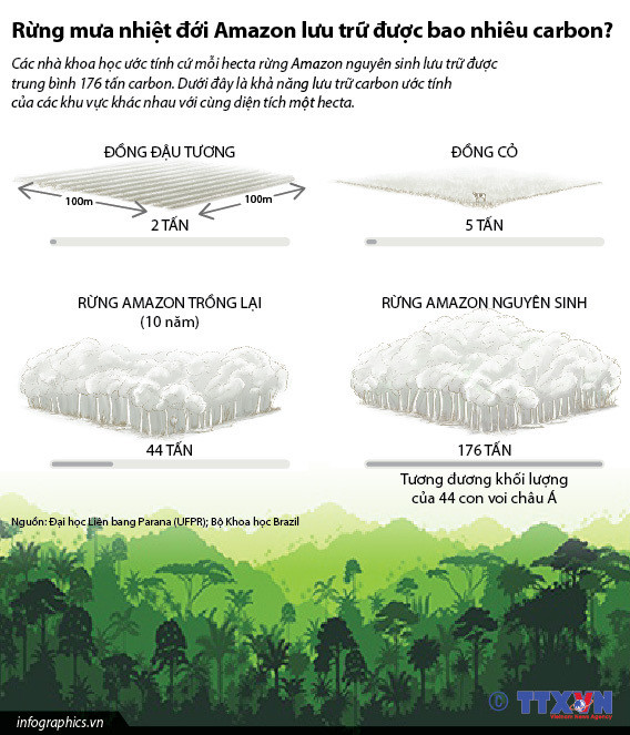 [Infographics] Rừng mưa nhiệt đới Amazon lưu trữ bao nhiêu carbon? ảnh 1
