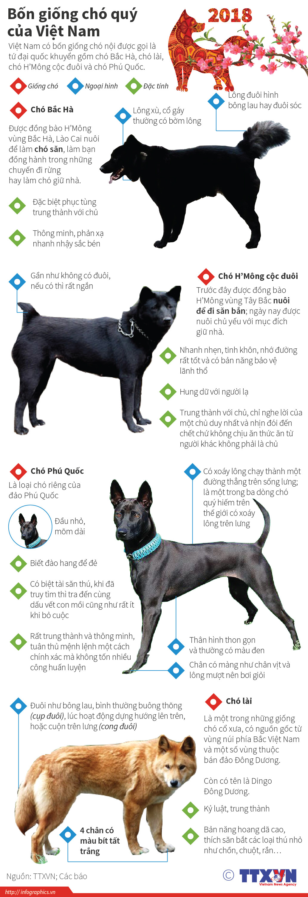 [Infographics] Bốn giống chó "tứ đại quốc khuyển" của Việt Nam ảnh 1