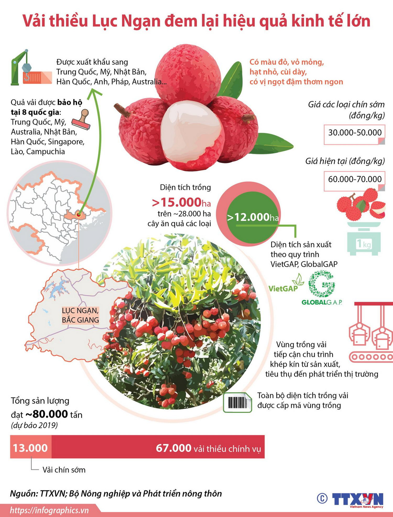 [Infographics] Vải thiều Lục Ngạn đem lại hiệu quả kinh tế lớn ảnh 1