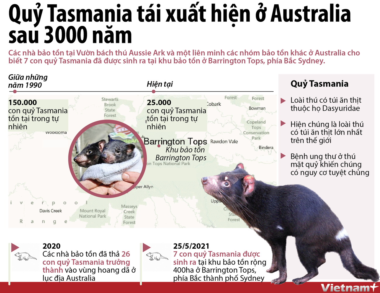 Quỷ Tasmania ra đời tại Australia sau 3.000 năm biến mất khỏi lục địa ảnh 1