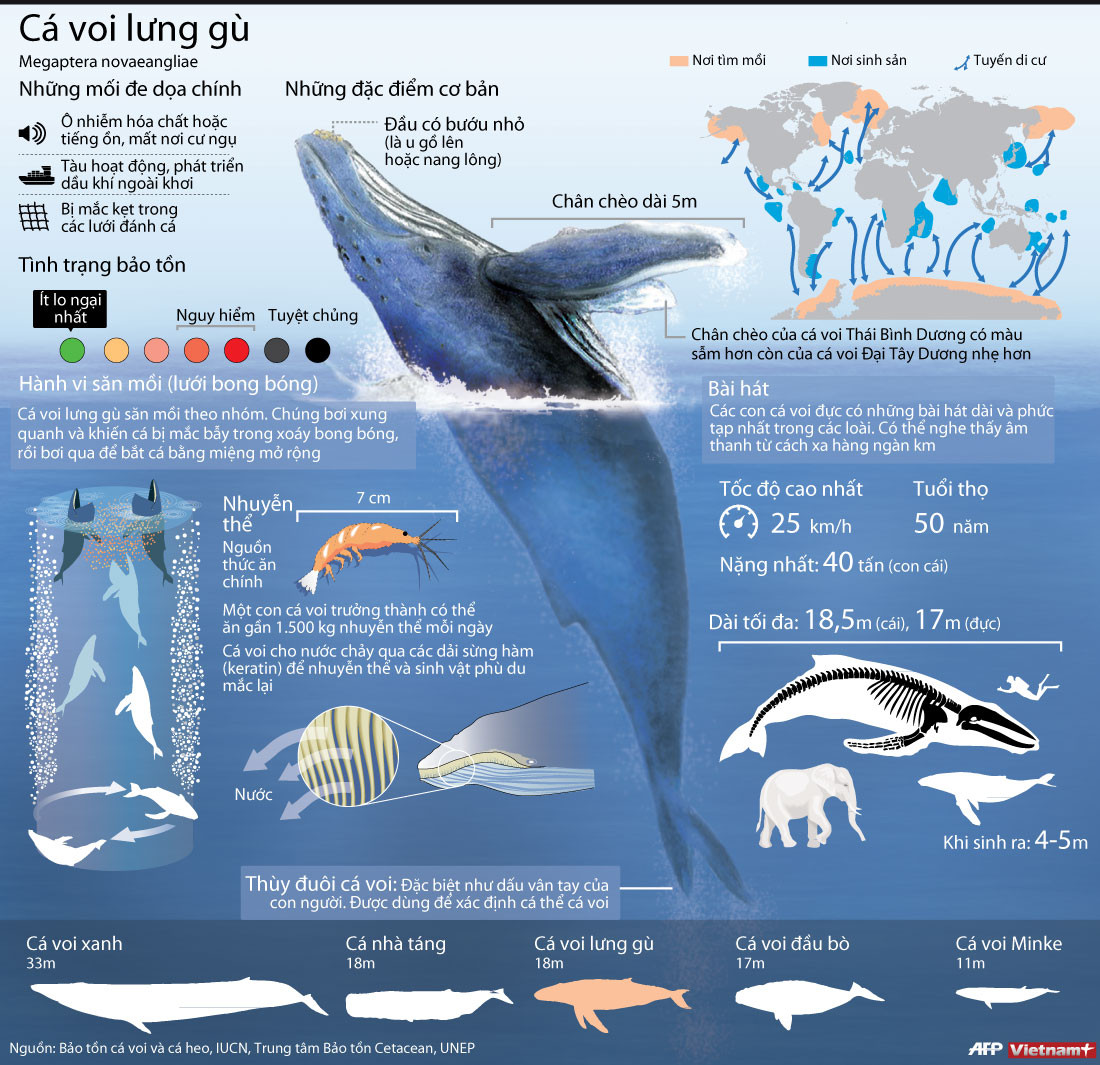 [Infographics] Cá voi lưng gù đối mặt với nguy cơ tuyệt chủng ảnh 1