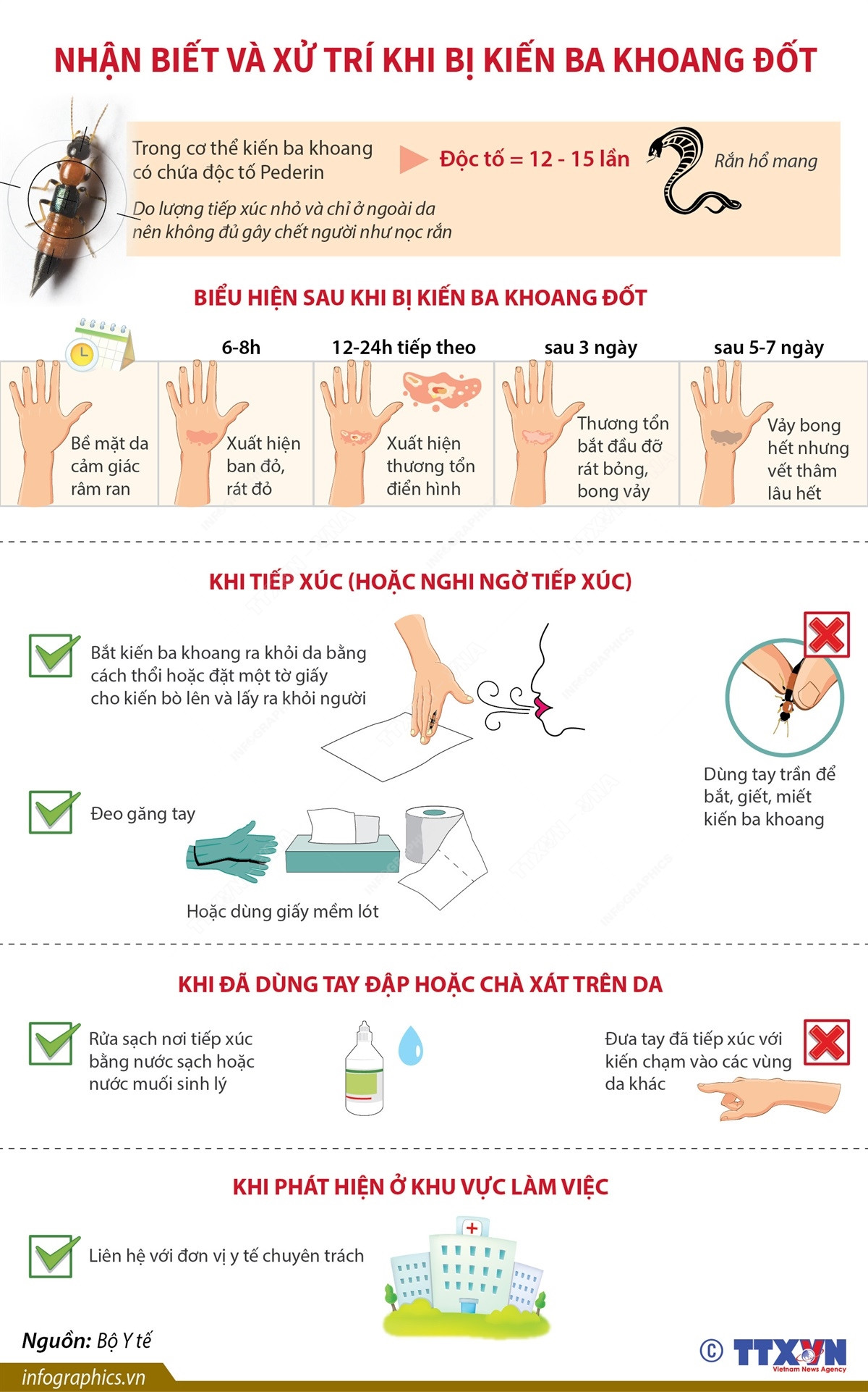 [Infographics] Cách nhận biết và xử trí khi bị kiến ba khoang đốt ảnh 1