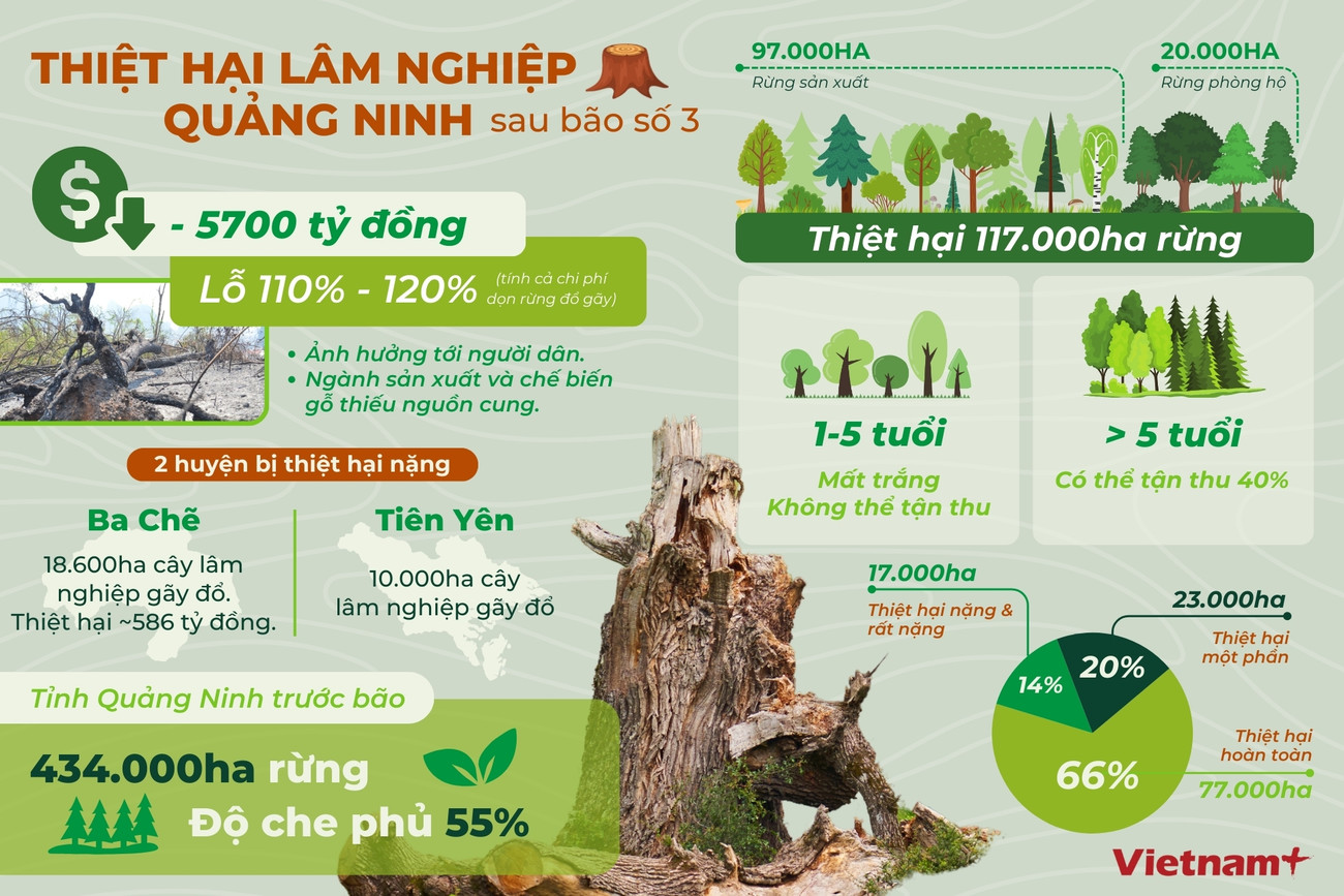 Thiệt hại lâm nghiệp Quảng ninh (3).jpg