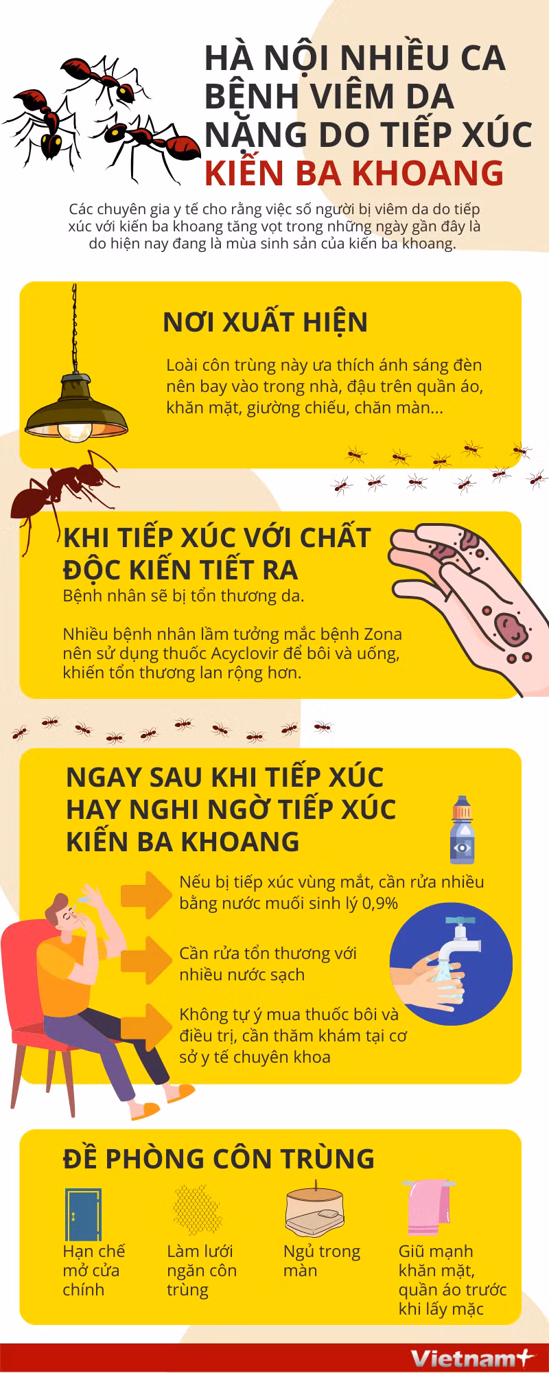 Hà Nội: Nhiều ca bệnh viêm da nặng do tiếp xúc với kiến ba khoang ảnh 1