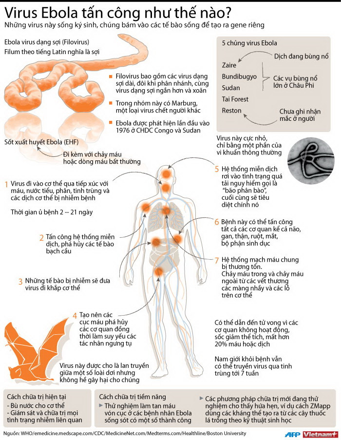 [Infographics] Cách virus Ebola tấn công cơ thể con người ảnh 1