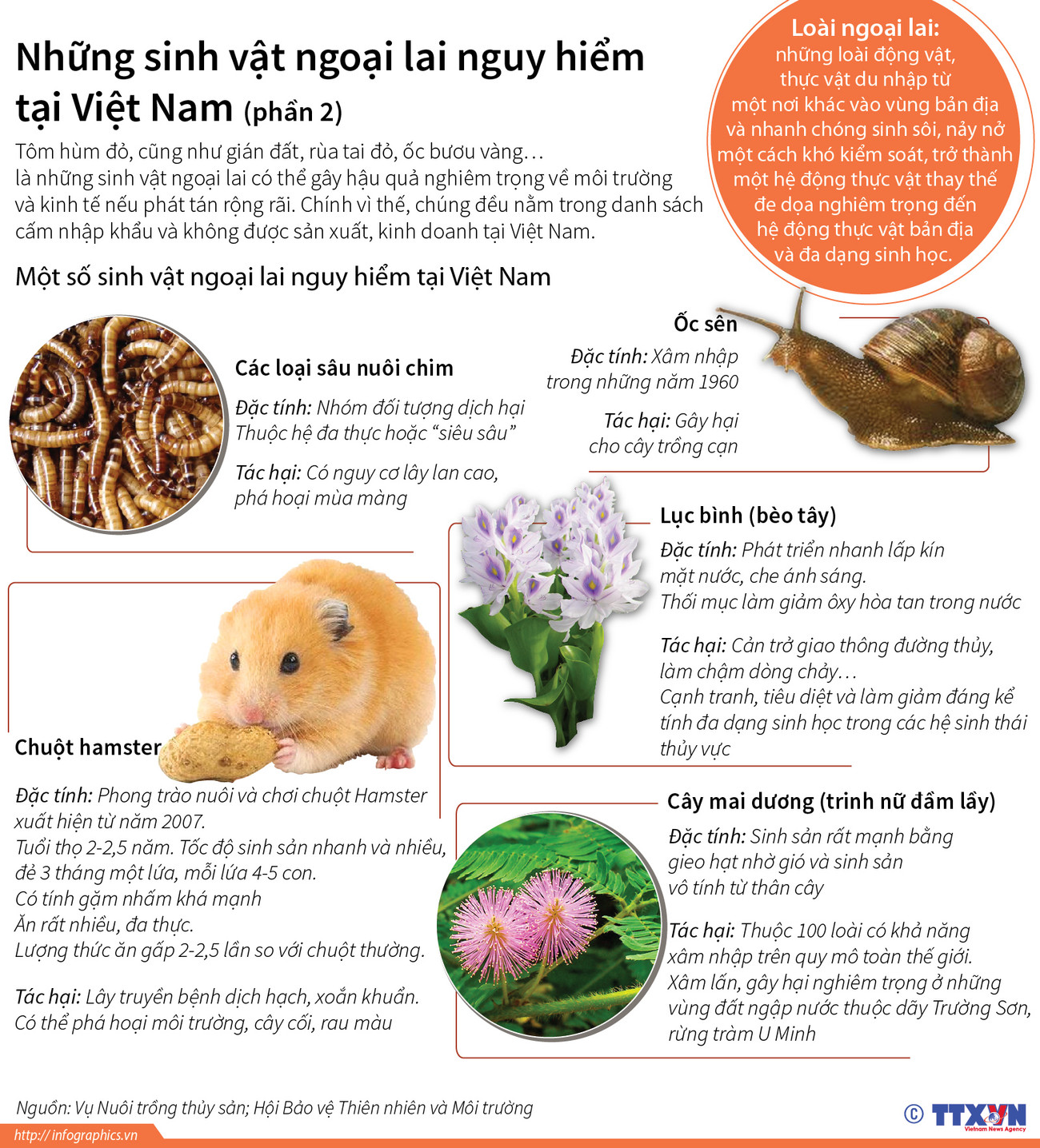 Những sinh vật ngoại lai nguy hiểm tại Việt Nam (Phần 2) ảnh 1