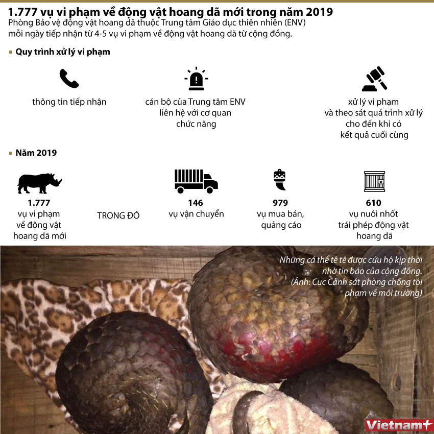 [Infographics] 1.777 vụ vi phạm về động vật hoang dã trong năm 2019 ảnh 1