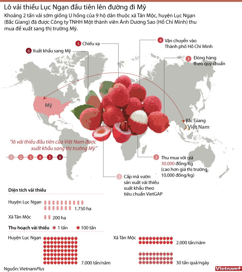[Infographics] Quy trình xuất khẩu lô vải thiều đầu tiên sang Mỹ ảnh 1