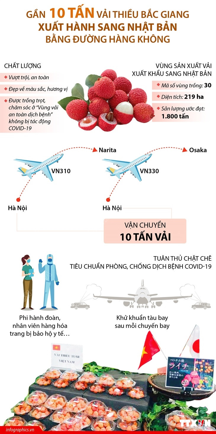 [Infographics] Vải thiều Bắc Giang lần thứ 2 'cất cánh' sang Nhật Bản ảnh 1