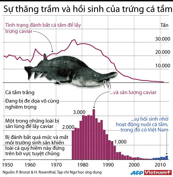 [Infographics] Sự thăng trầm và hồi sinh của trứng cá tầm ảnh 1