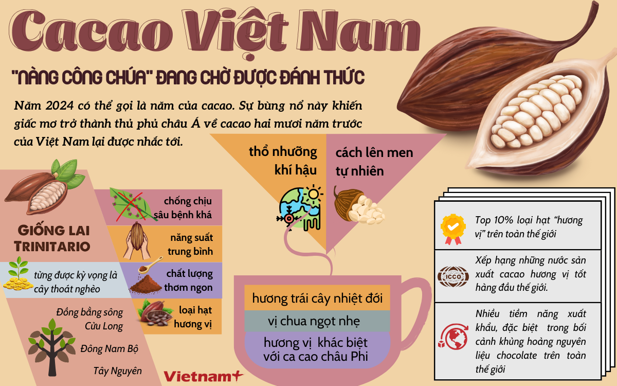 cacao Viet nam.png