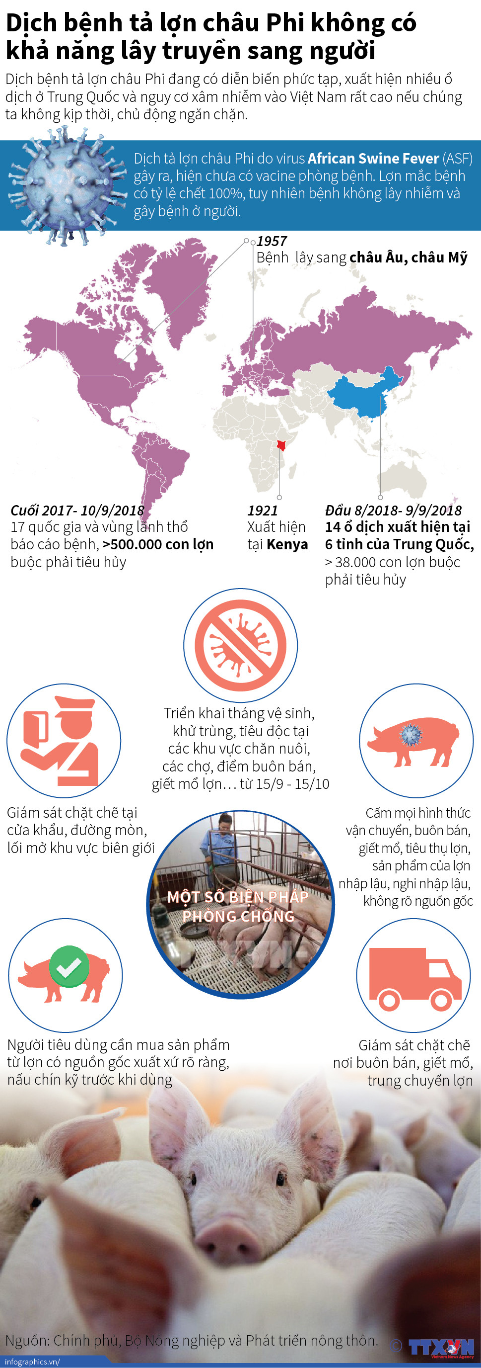 Dịch bệnh tả lợn châu Phi không có khả năng lây truyền sang người ảnh 1