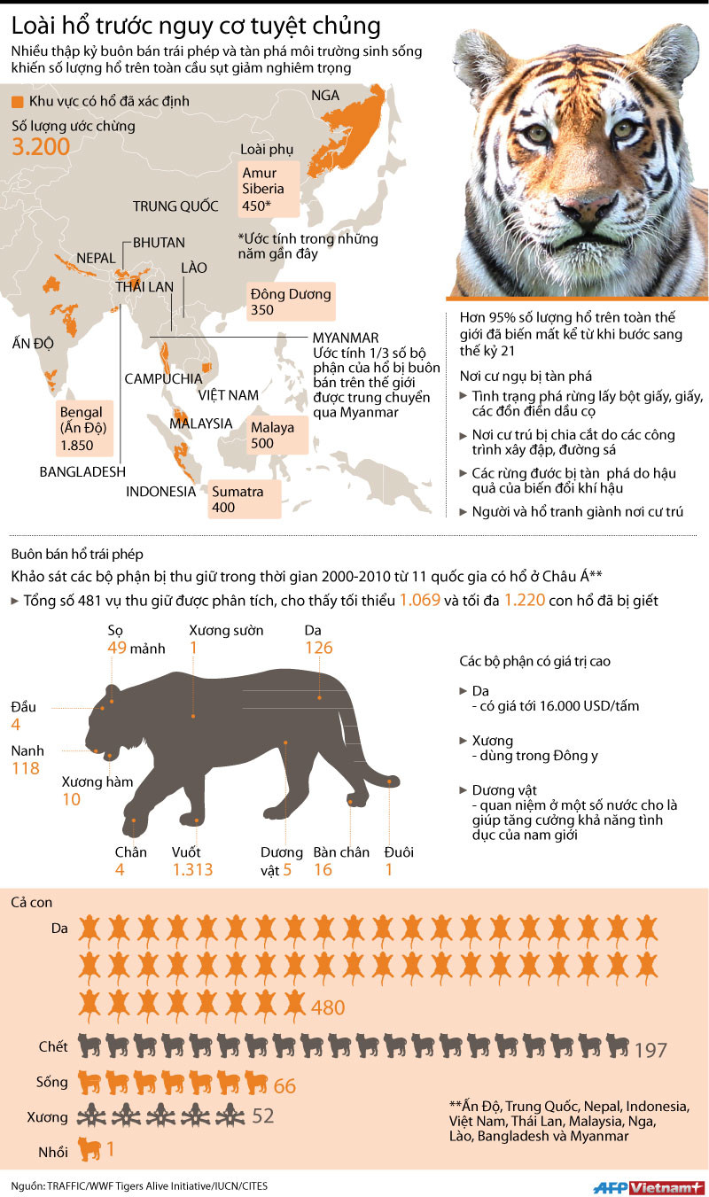 [Infographics] Loài hổ trước nguy cơ biến mất vĩnh viễn ảnh 1