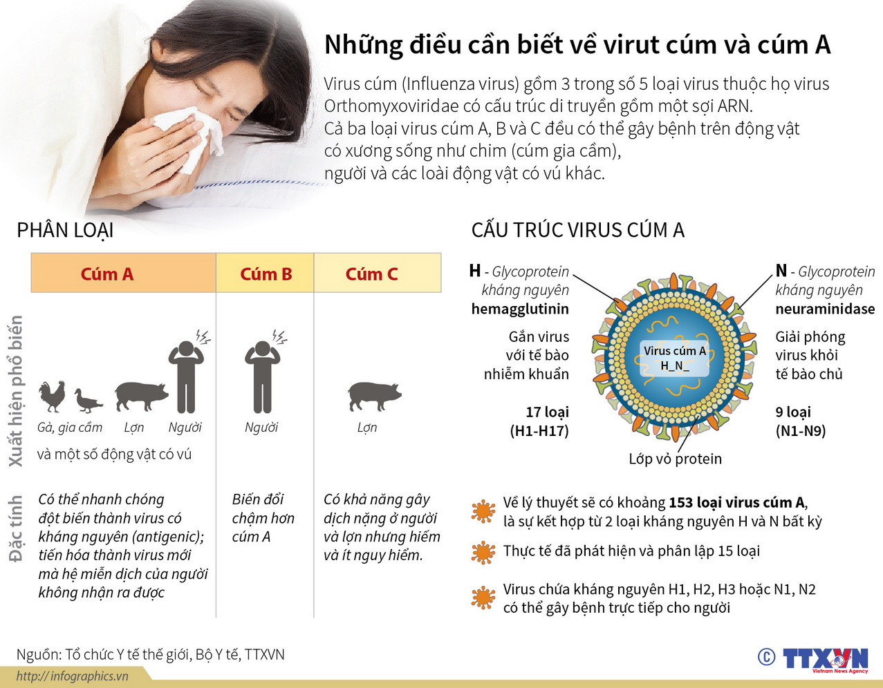 [Infographics] Những điều cần biết về virus cúm và cúm A ảnh 1