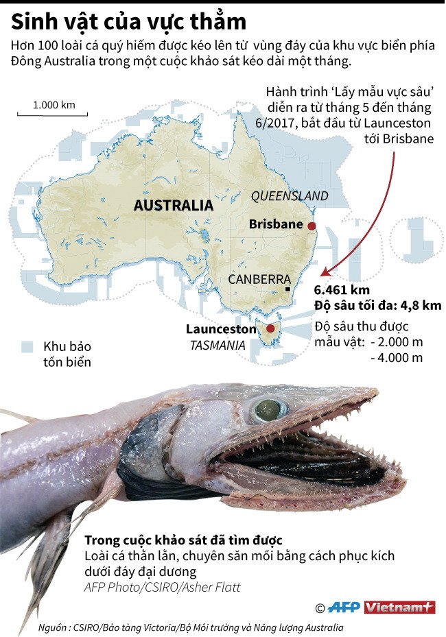 [Infographics] Hơn 100 loài cá quý hiếm được kéo lên từ đáy của biển ảnh 1
