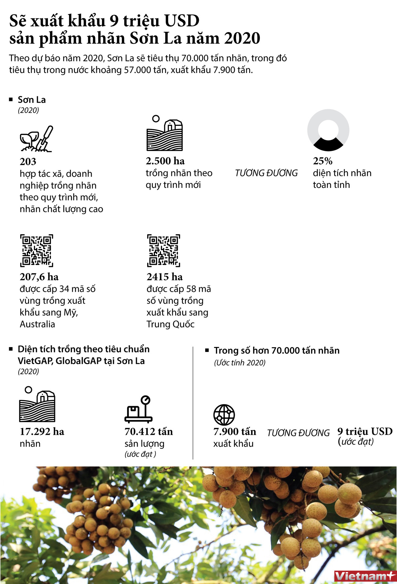 [Infographics] Xuất khẩu 9 triệu USD nhãn Sơn La trong năm 2020 ảnh 1