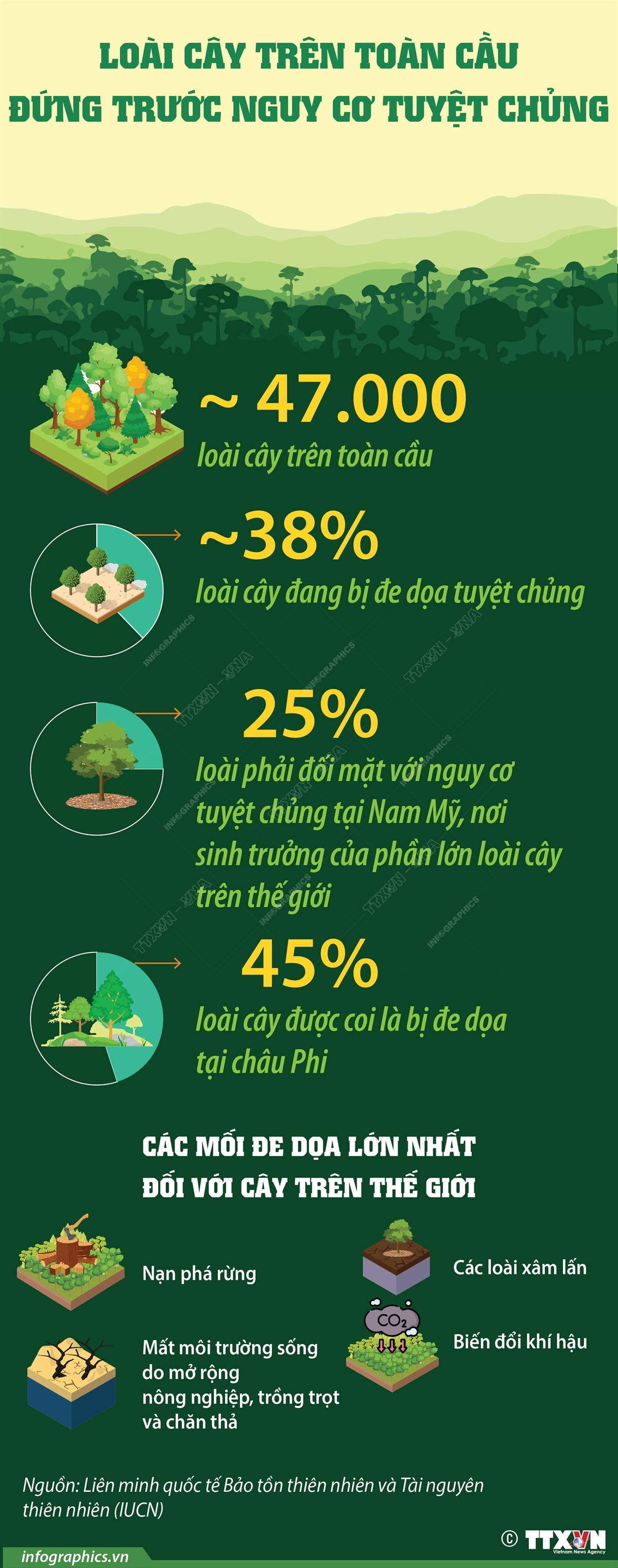 3010 cay tuyet chung 1.jpg