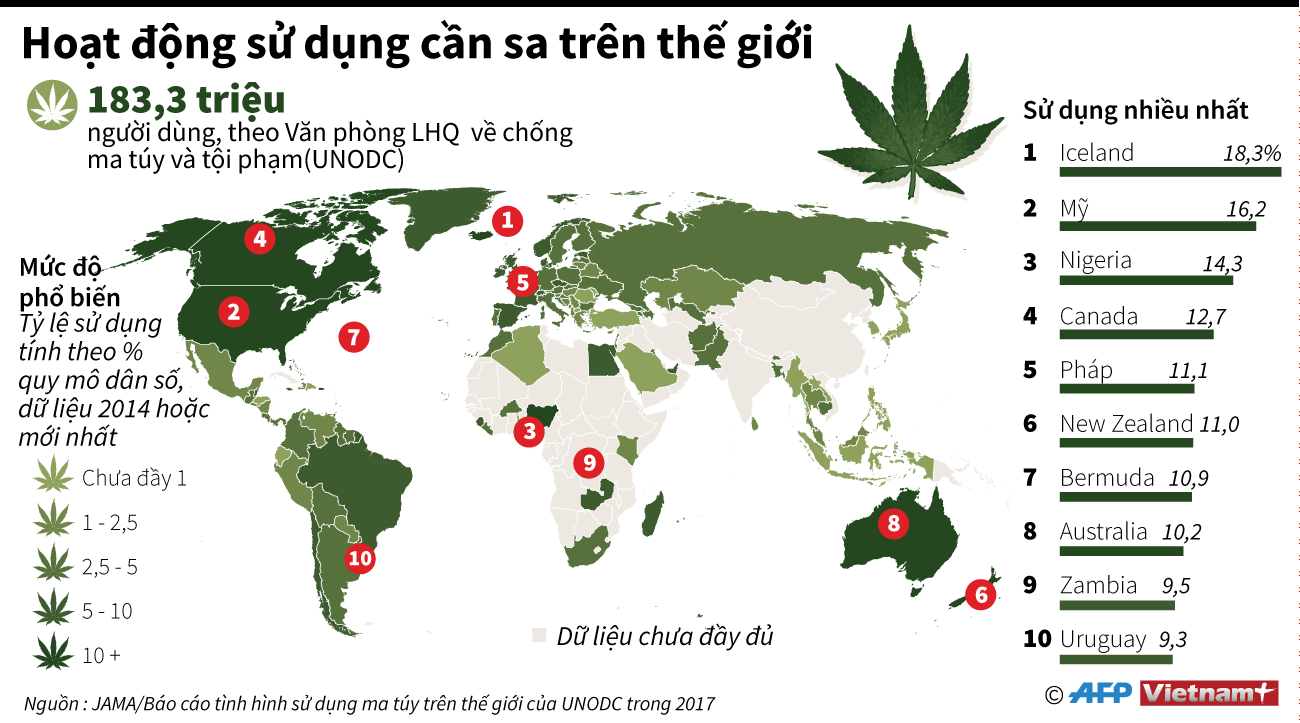 [Infographics] Hoạt động sử dụng cần sa trên toàn thế giới ảnh 1