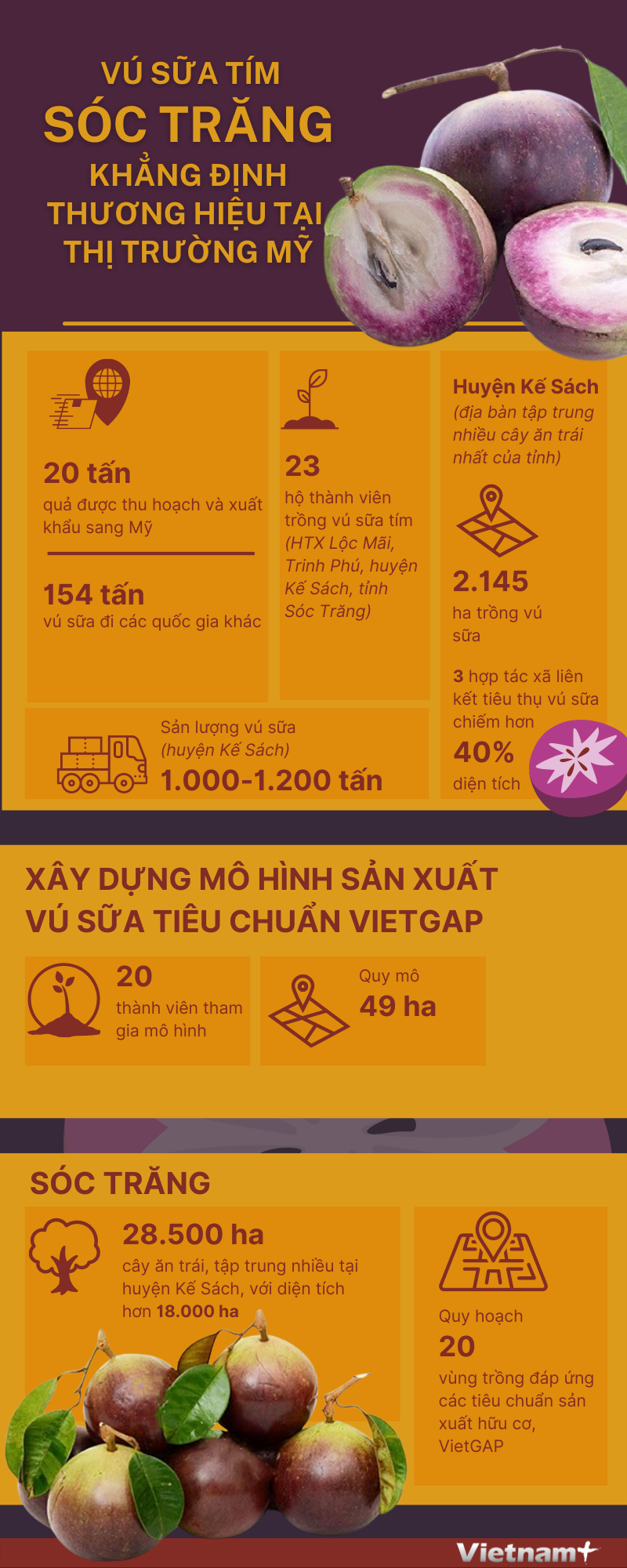 Vú sữa tím Sóc Trăng khẳng định thương hiệu tại thị trường Mỹ ảnh 1