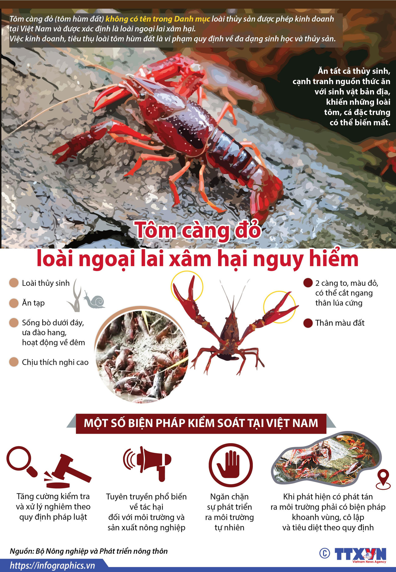 [Infographics] Tôm càng đỏ - loài ngoại lai xâm hại nguy hiểm ảnh 1